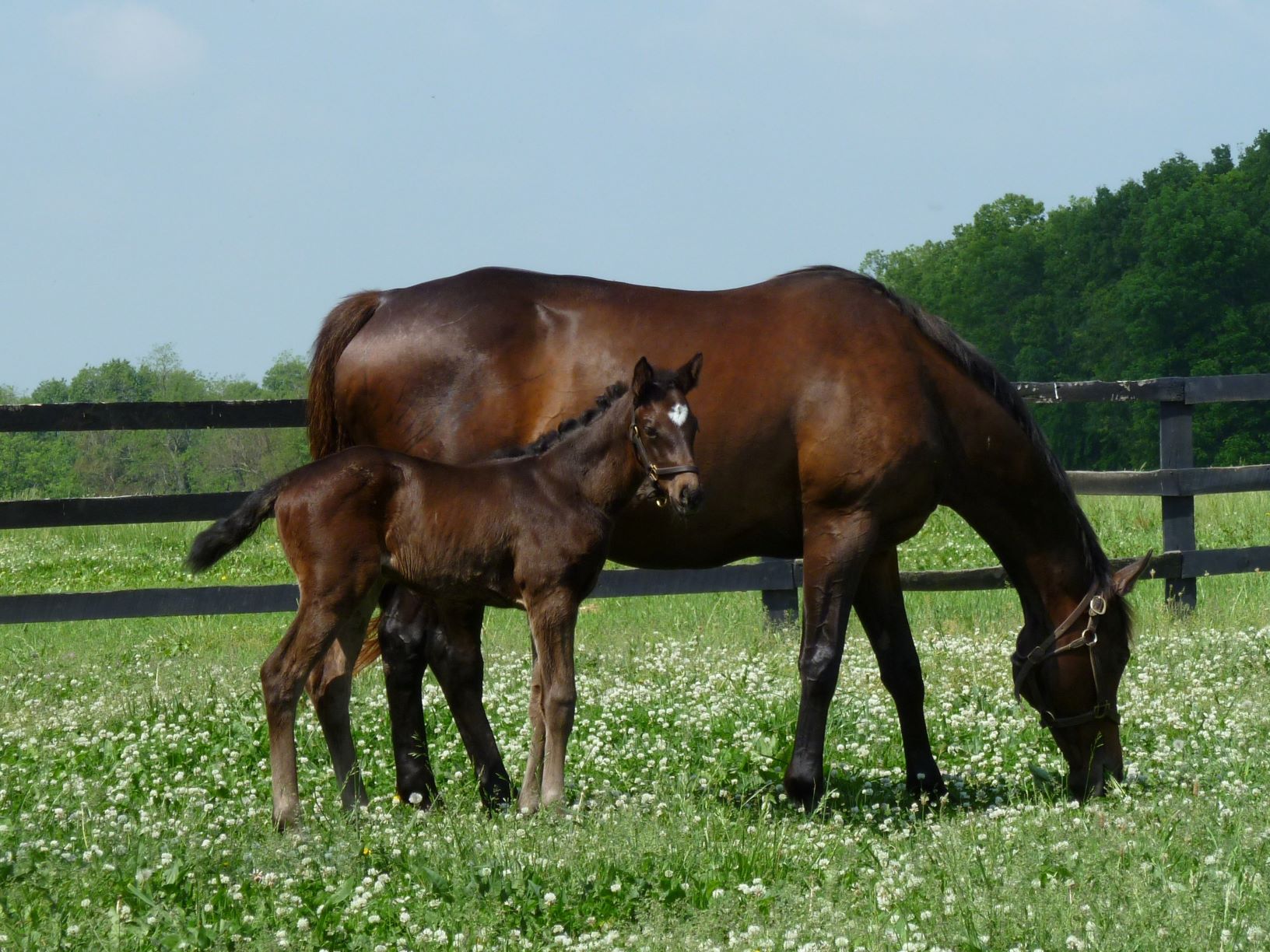 ES and Foal